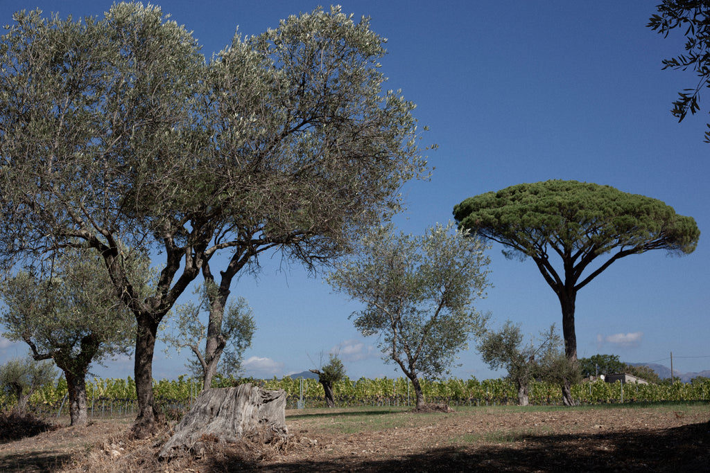 Tour "Guado San Nicola" – Approfondimento Enologico