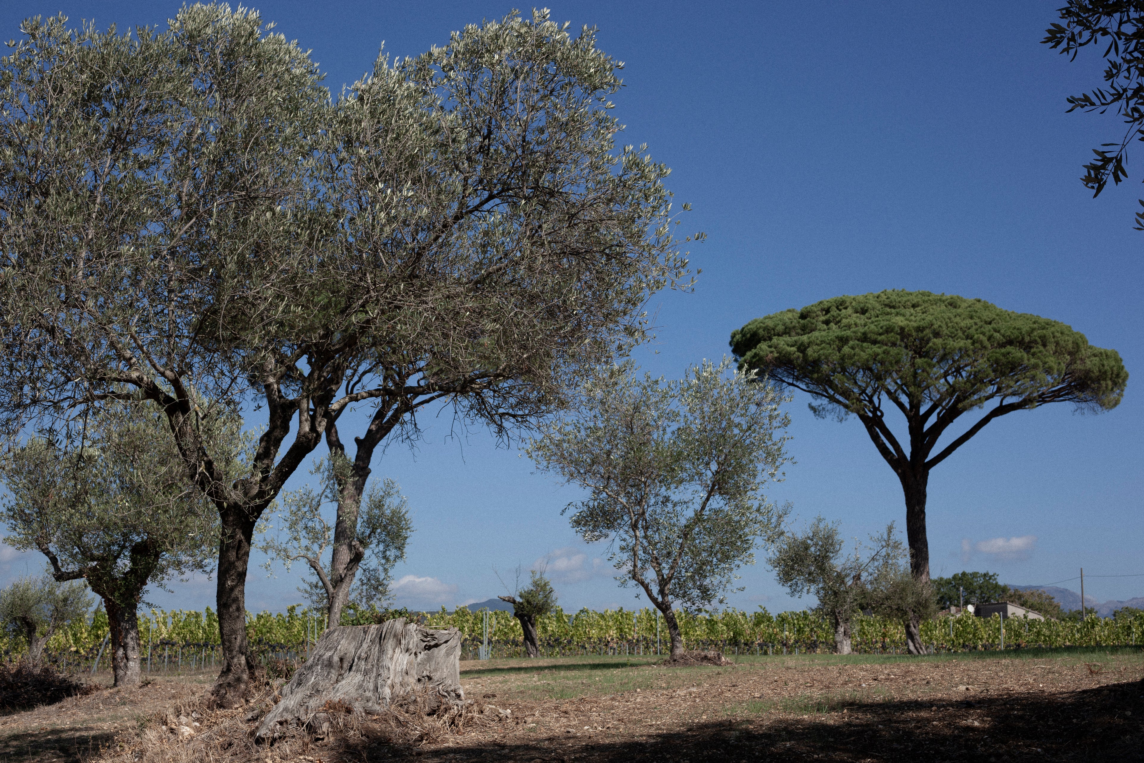 Tour "Guado San Nicola" – Approfondimento Enologico
