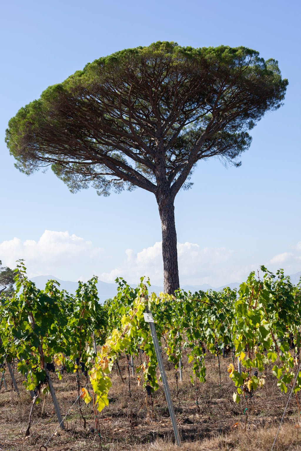 Tour "Guado San Nicola" – Approfondimento Enologico