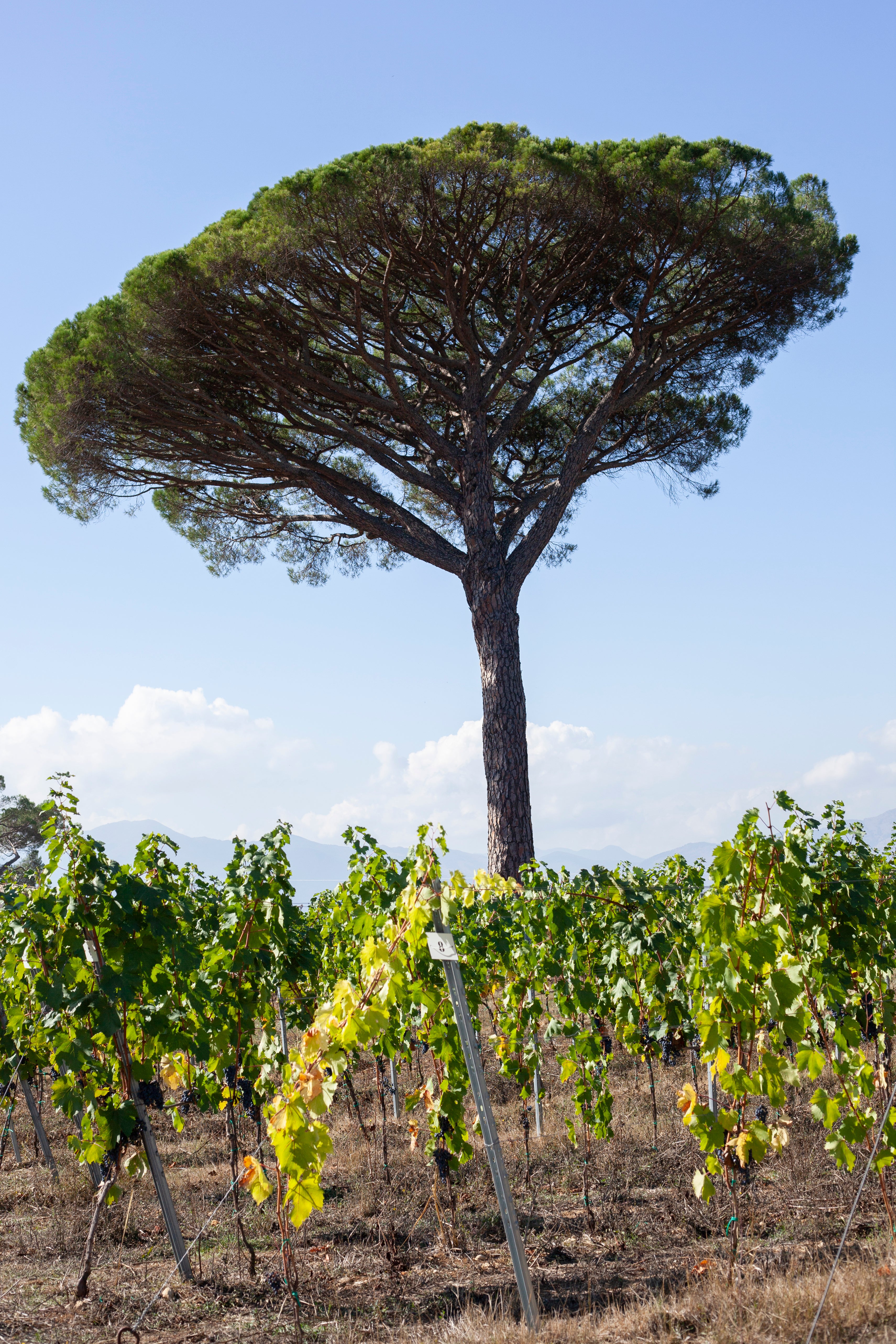 Tour "Guado San Nicola" – Approfondimento Enologico
