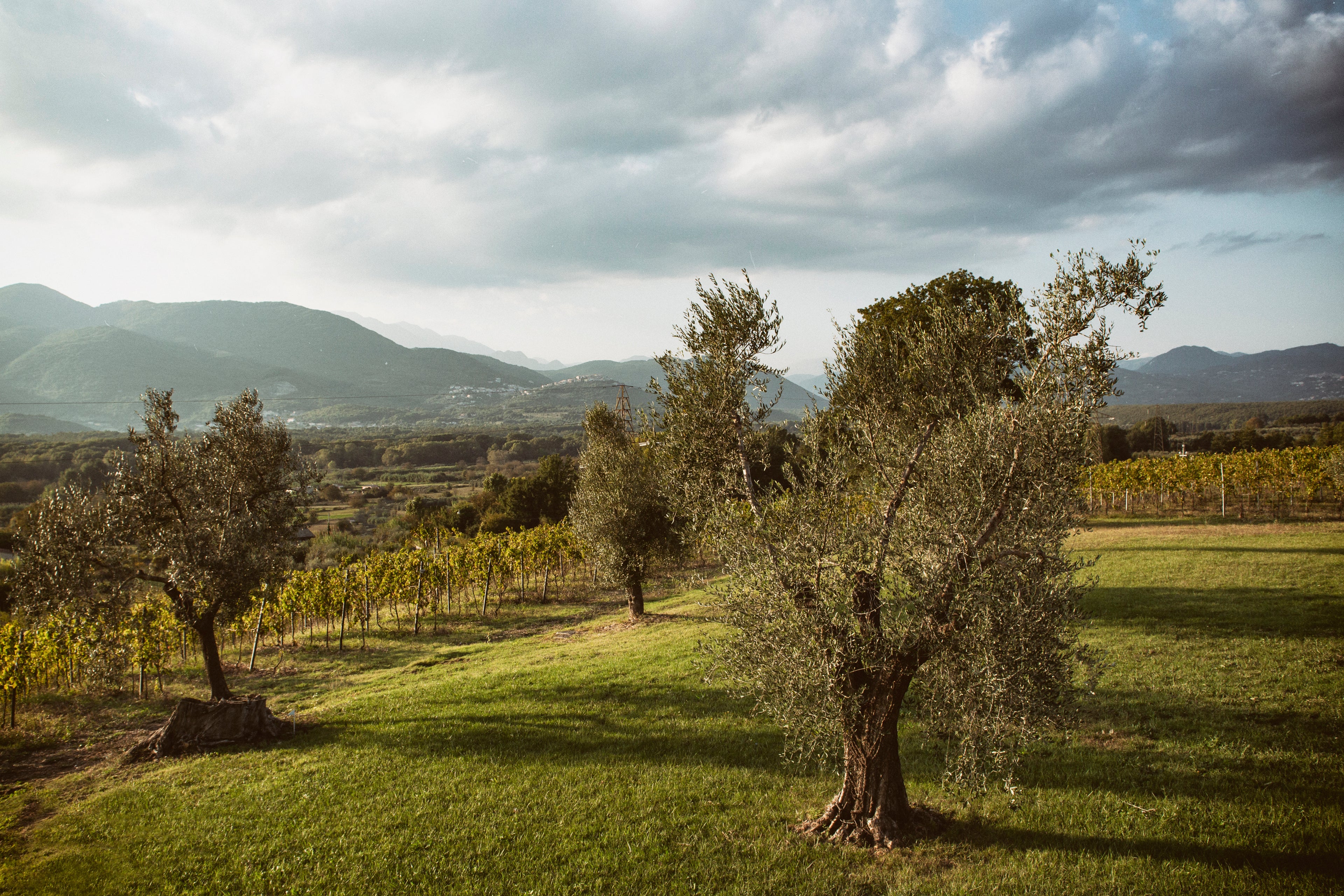 Esperienza "Il Podere" – Visita al Vigneto e Degustazione