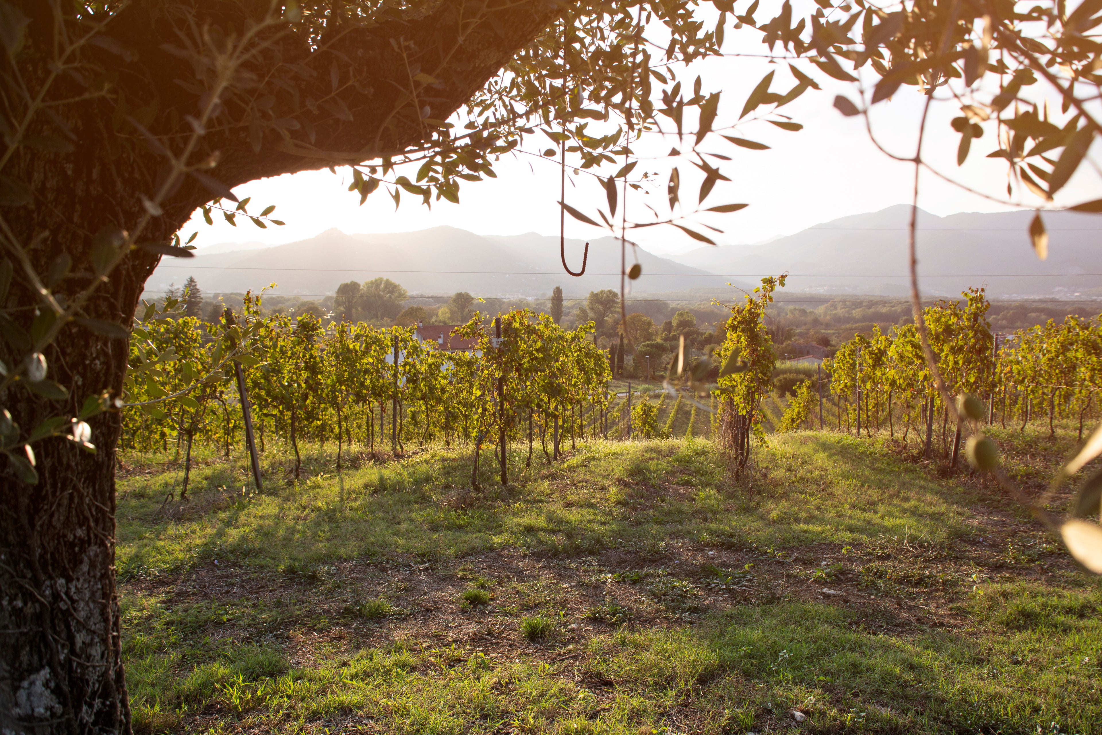 Esperienza "Il Podere" – Visita al Vigneto e Degustazione